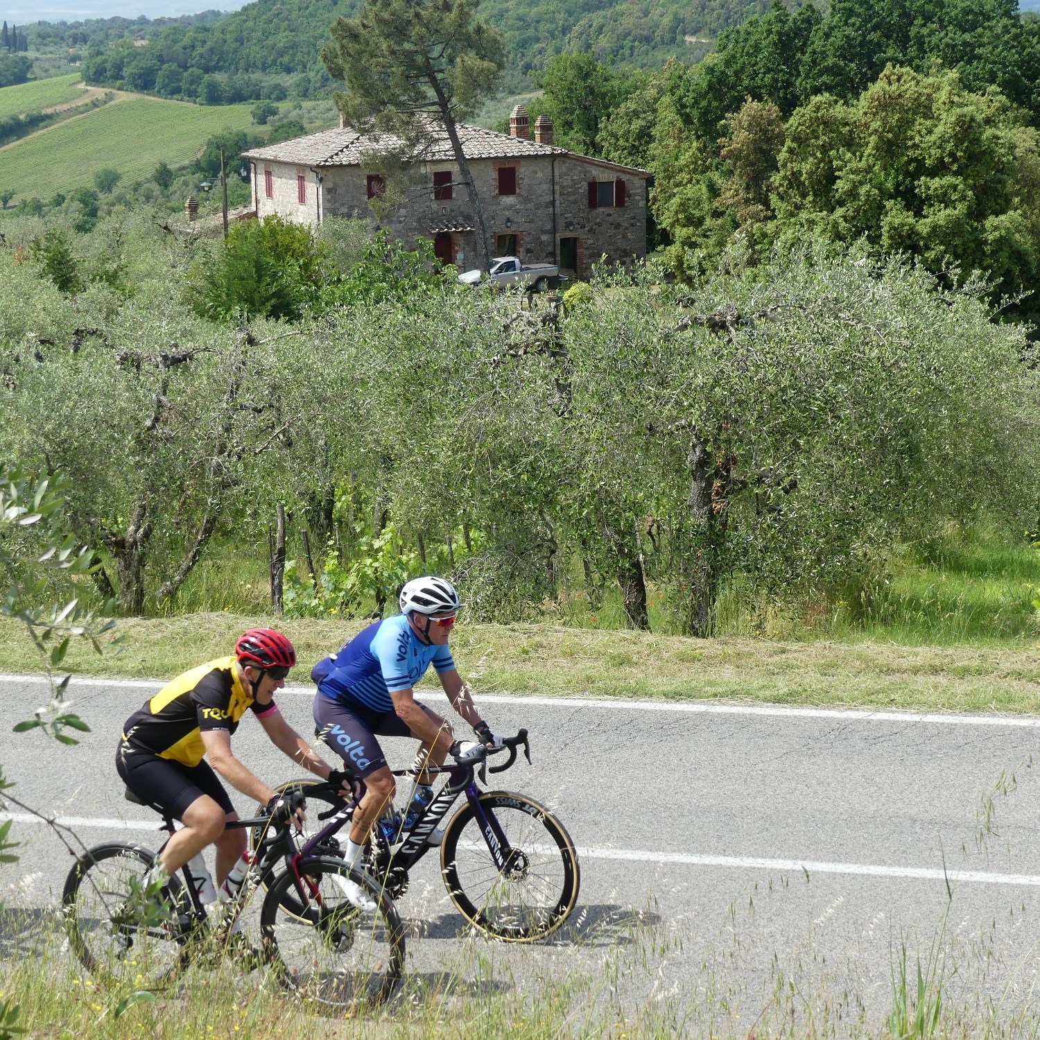 Cycling Past Olive Groves – Grand Tour Italia: Marche & Abruzzo Two cyclists riding past an olive grove and rustic country home in Marche during the Grand Tour Italia.